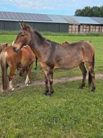 Te koop mooie zeer makke muilezel, Januari, Geslacht onbekend