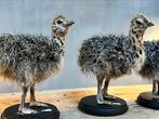 Opgezette struisvogelkuiken opgezet taxidermie veluwe, Verzamelen, Dierenverzamelingen, Ophalen, Nieuw, Vogel, Opgezet dier