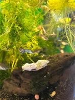 Blue/red metal guppen, Dieren en Toebehoren, Vissen | Aquariumvissen, Vis