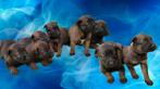 Mechelse herder pups goede bloedlijn, Dieren en Toebehoren, Honden | Herdershonden en Veedrijvers, Rabiës (hondsdolheid), 8 tot 15 weken