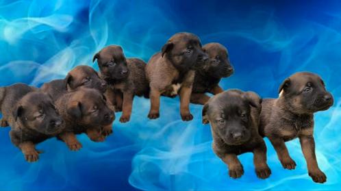 Mechelse herder pups goede bloedlijn, Dieren en Toebehoren, Honden | Herdershonden en Veedrijvers, Meerdere dieren, Herder, Particulier