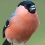 *Gezocht*  koppeltje Europese Goudvinken, Dieren en Toebehoren, Vogels | Overige Vogels, Meerdere dieren, Wildzangvogel