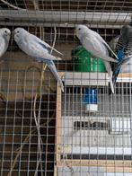 Kleur grasparkieten, Meerdere dieren, Parkiet, Geringd