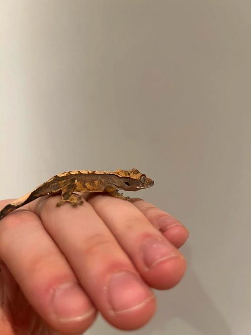 Wimper gekko kleintjes 6 stuks, Dieren en Toebehoren, Reptielen en Amfibieën, Hagedis