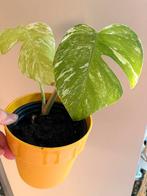 monstera variagata plant, Huis en Inrichting, Kamerplanten, Ophalen of Verzenden, Halfschaduw, Minder dan 100 cm