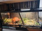 Rattenslang met of zonder terrarium, Slang, Met terrarium, 0 tot 2 jaar