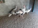kalkoen te koop, Dieren en Toebehoren, Pluimvee, Mannelijk, Kalkoen