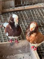 Verschillende duiven te koop, Meerdere dieren, Overige soorten