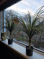 2x House of Nature Kunstplanten - Nieuw, Huis en Inrichting, Kamerplanten, Ophalen, Yucca, Halfschaduw, Minder dan 100 cm
