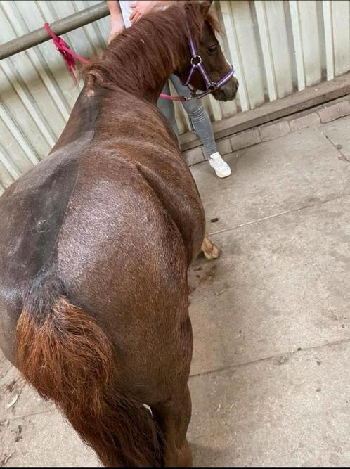 Paard/ pony scheren, Diensten en Vakmensen, Dieren | Paarden | Verzorging, Oppas en Les, Verzorging of Verzorgpony's