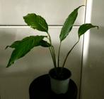 Lepelplant, Huis en Inrichting, Kamerplanten, Ophalen, Overige soorten, Halfschaduw, Minder dan 100 cm