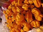 Gezocht: jouw oogsten hete peper Carolina reaper, Tuin en Terras, Planten | Tuinplanten, Ophalen, Volle zon, Groenteplanten, Eenjarig