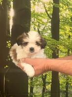 Maltipoo, Dieren en Toebehoren, Honden | Chihuahua's en Gezelschapshonden, Overige rassen, CDV (hondenziekte), 8 tot 15 weken