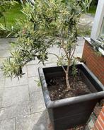 Twee olijfboompjes in pot, Tuin en Terras, Planten | Bomen, Olijfboom, Minder dan 100 cm, Ophalen, Volle zon