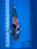 Ogata Showa, Karper of Koi
