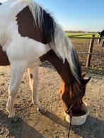 Knappe 2-jarige bruin/bonte barock pinto ruin, Ruin, Minder dan 160 cm, 0 tot 2 jaar