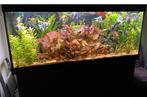 Juwel rio 450 compleet, Ophalen, Zo goed als nieuw, Gevuld zoetwateraquarium