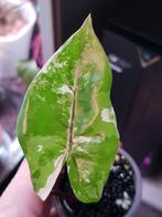 Alocasia Macrorrhiza Black Stem variegata, Huis en Inrichting, Ophalen of Verzenden, Halfschaduw, Minder dan 100 cm