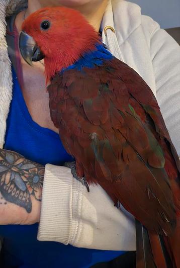 Edelpapegaai  beschikbaar voor biedingen