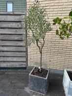 Olijfboom 200 cm hoog, Tuin en Terras, Volle zon, Bloeit niet, Ophalen of Verzenden, 100 tot 250 cm