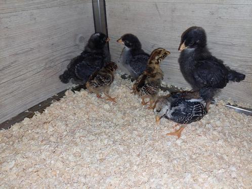 2 Barnevelder kriel hen kuikens, Dieren en Toebehoren, Pluimvee, Kip, Vrouwelijk