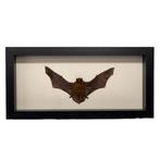 Tylonycteris pachypus vleermuis in diepe lijst 33x16x4,5 cm, Verzamelen, Ophalen of Verzenden, Nieuw, Insect, Opgezet dier