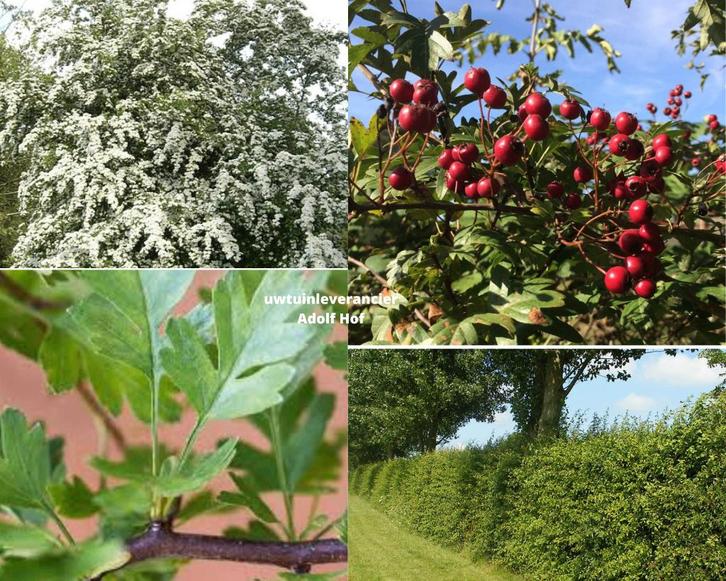 meidoorn haag ( crataegus monogyna ), Tuin en Terras, Planten | Struiken en Hagen, Overige soorten, Minder dan 100 cm, Ophalen
