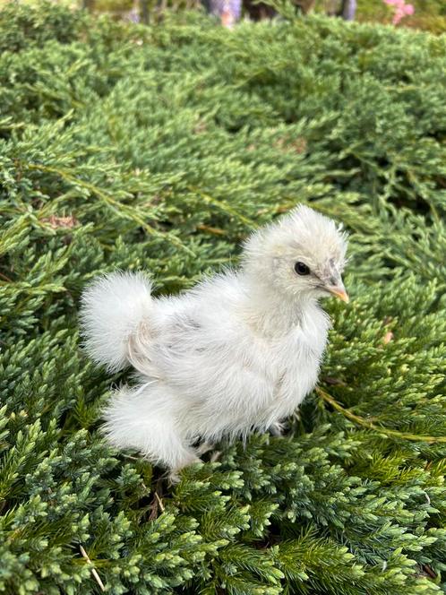 USA zijdehoen hen kuikens, Dieren en Toebehoren, Pluimvee, Kip, Vrouwelijk