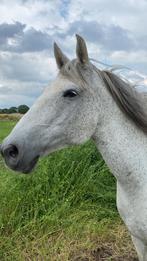 Merrie (9jaar) tekoop, Merrie, Recreatiepaard