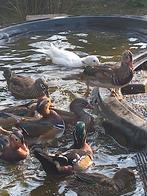 Mandarijneend, Dieren en Toebehoren, Pluimvee, Meerdere dieren, Eend