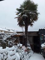 Palmboom, 100 tot 250 cm, Zomer, Palmboom, Ophalen