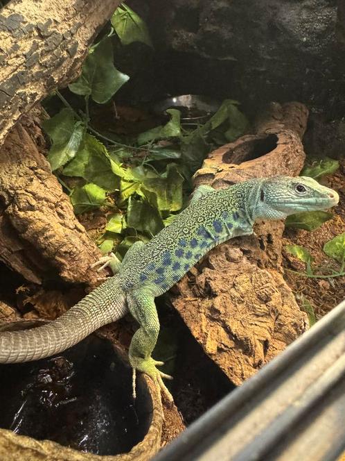 1.0 timon lepidus (mist een voorpoot), Dieren en Toebehoren, Reptielen en Amfibieën, Hagedis