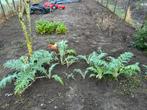 Artisjok planten, Ophalen, Eenjarig, Groenteplanten, Volle zon