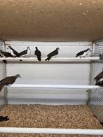 Diverse soorten tropische duiven, Dieren en Toebehoren, Vogels | Duiven, Meerdere dieren, Overige soorten