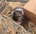 Jonge goudhamsters, Dieren en Toebehoren, Hamster, Mannelijk, Juli, Tam