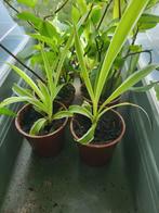 Diverse planten, Tuin en Terras, Planten | Tuinplanten, Ophalen, Zomer, Overige soorten, Volle zon