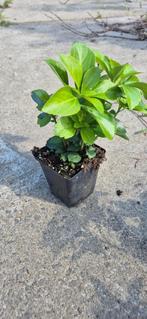 pachysandra, Ophalen, Bodembedekkers, Volle zon, Vaste plant