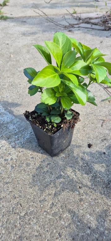 pachysandra beschikbaar voor biedingen