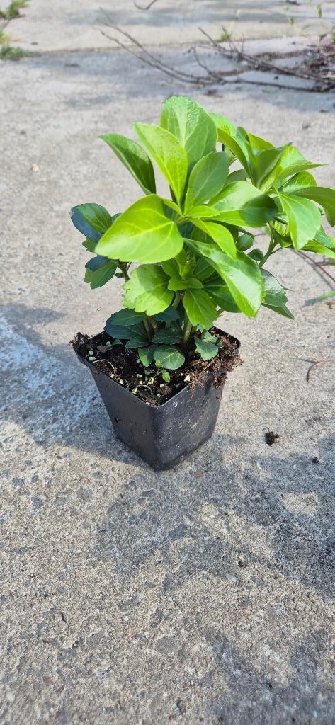 pachysandra, Tuin en Terras, Planten | Tuinplanten, Vaste plant, Bodembedekkers, Volle zon, Bloeit niet, Ophalen