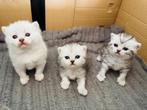 Britse korthaar kittens van de Whiskas reclame  silvertabby, Dieren en Toebehoren, Meerdere dieren, Gechipt, 0 tot 2 jaar