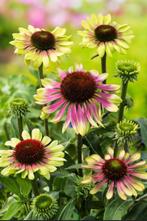 Zonnehoed ‘Echinacea’ “Green Twister” vaste plant, Tuin en Terras, Planten | Tuinplanten, Ophalen, Zomer, Overige soorten, Volle zon