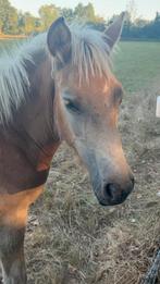 haflinger en merrie veulen te koop, Hengst, Onbeleerd, Recreatiepony, 0 tot 2 jaar
