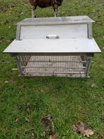 Spoetnik, Dieren en Toebehoren, Vogels | Duiven