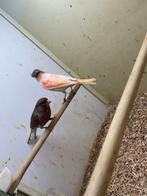 Mooi harlekijn koppel 2025 man gladkop pop kuif, Dieren en Toebehoren, Meerdere dieren, Kleurkanarie