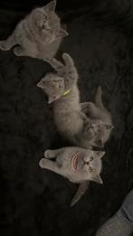 Prachtige britse korthaar kittens, Meerdere dieren, Ontwormd, 0 tot 2 jaar