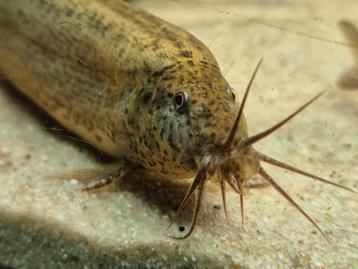 Opzoek naar een weeraal/ misgurnus anguillicaudatus  beschikbaar voor biedingen