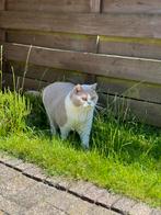 Brits korthaar, Dieren en Toebehoren, Katten en Kittens | Raskatten | Korthaar, Poes, Gechipt, 3 tot 5 jaar
