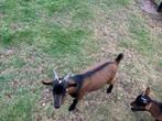 Geitenbok, Dieren en Toebehoren, Schapen, Geiten en Varkens, Mannelijk, Geit, 0 tot 2 jaar