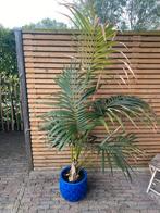 Kentiapalm palm kamerplant, Ophalen, Overige soorten, Minder dan 100 cm