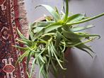 Aloë Vera, Ophalen, Halfschaduw, Minder dan 100 cm